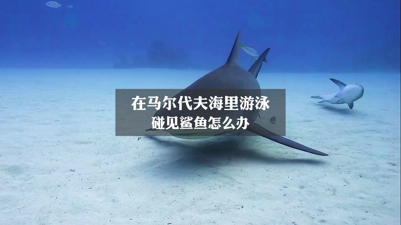 在马尔代夫海里游泳，碰见鲨鱼怎么办